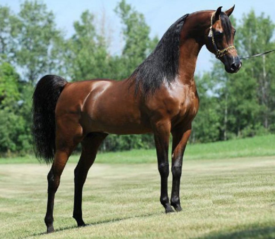 Австралийская полукровная лошадь