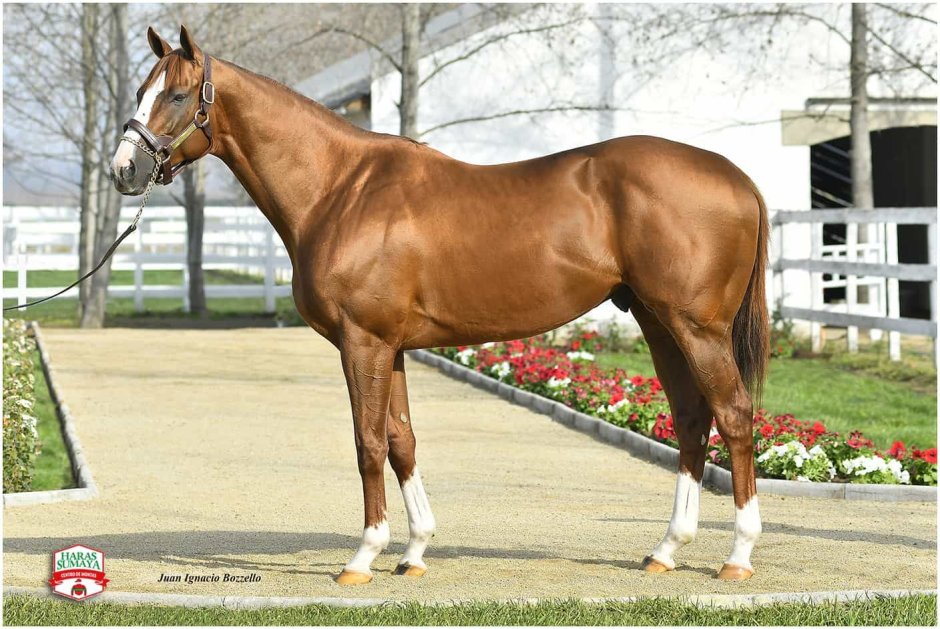 Американская порода лошадей для конского спорта