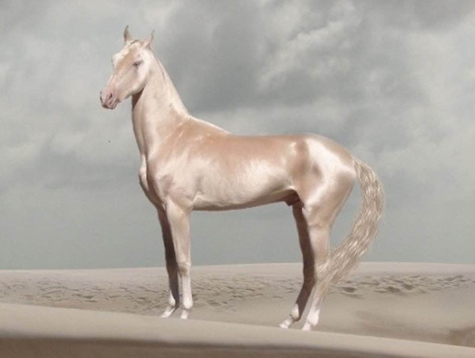 KWPN порода лошадей