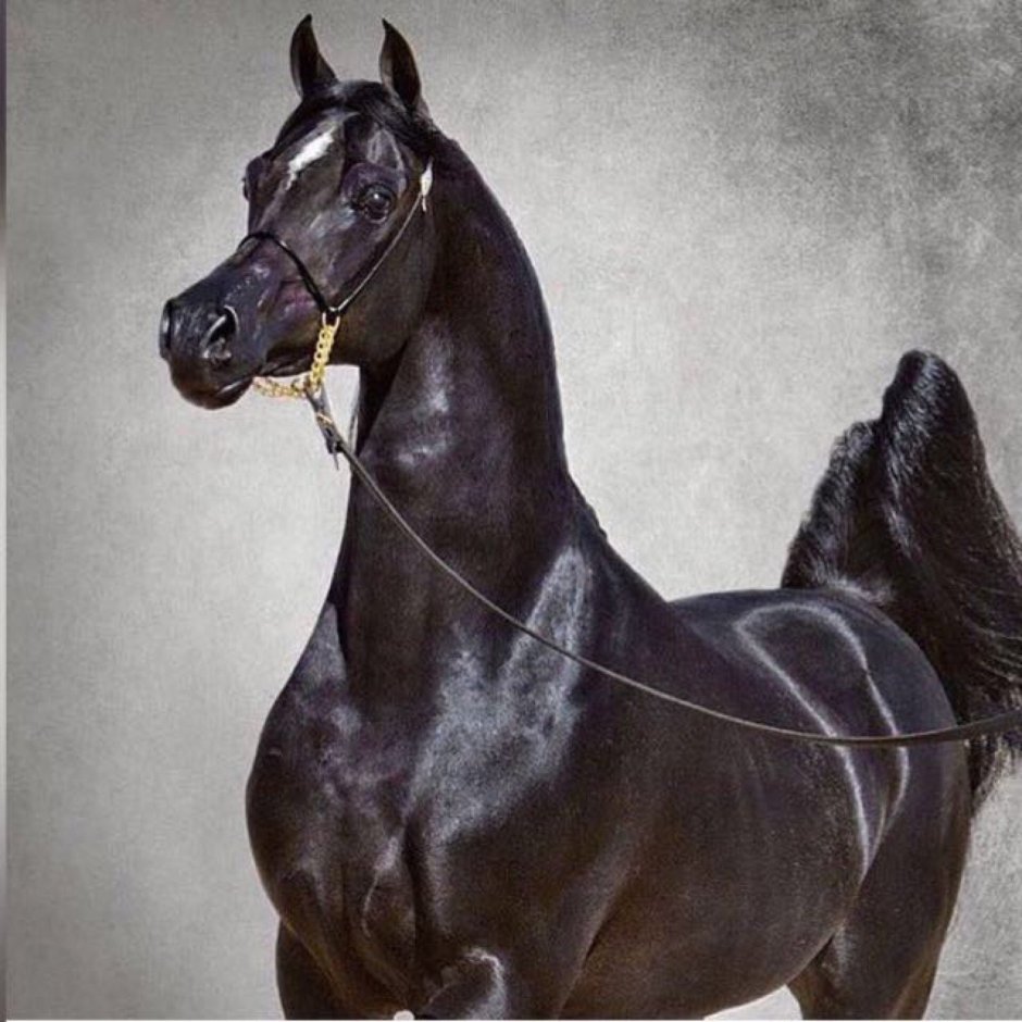 Бельгийская теплокровная порода лошадей