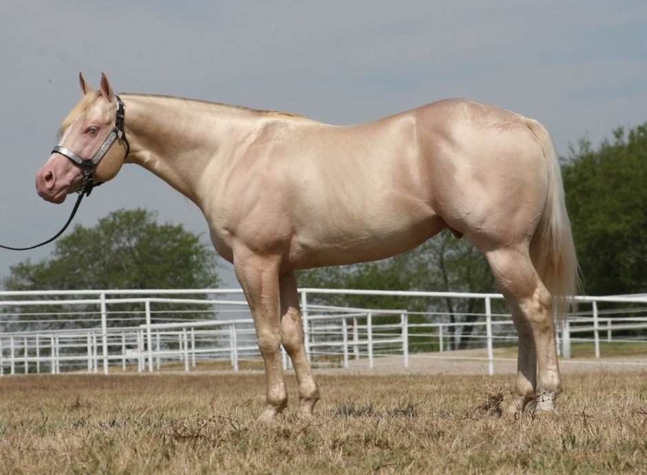 Cremello Horse
