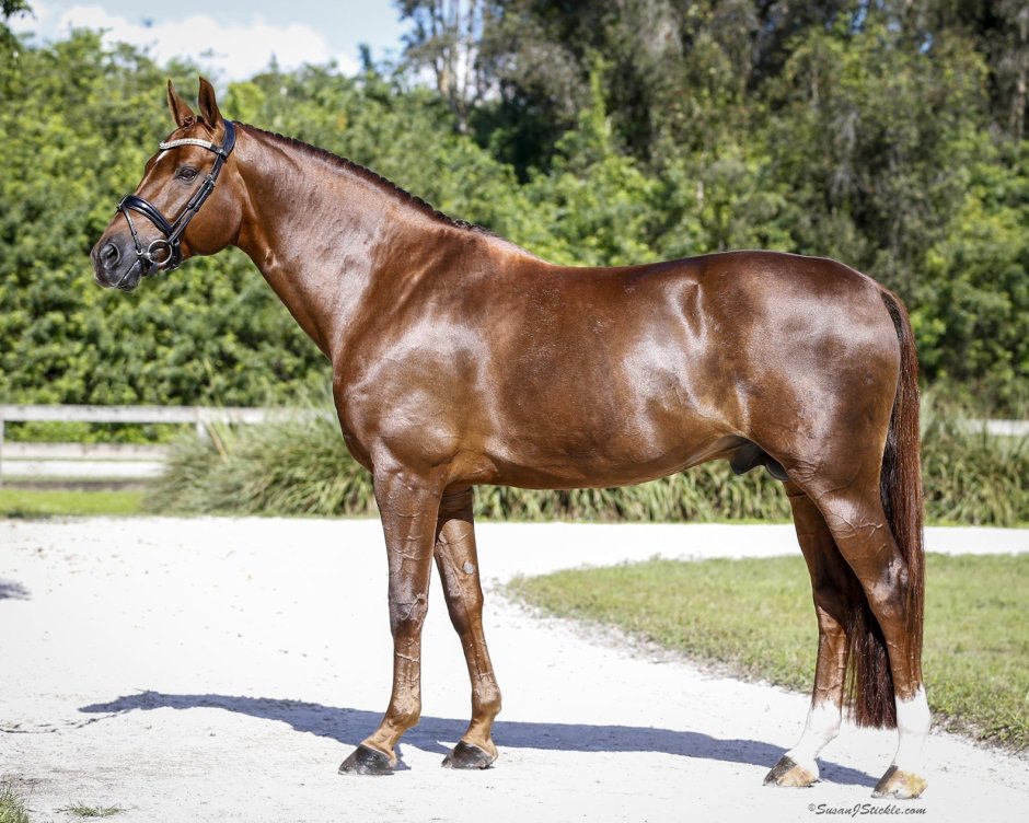 Бельгийская полукровная