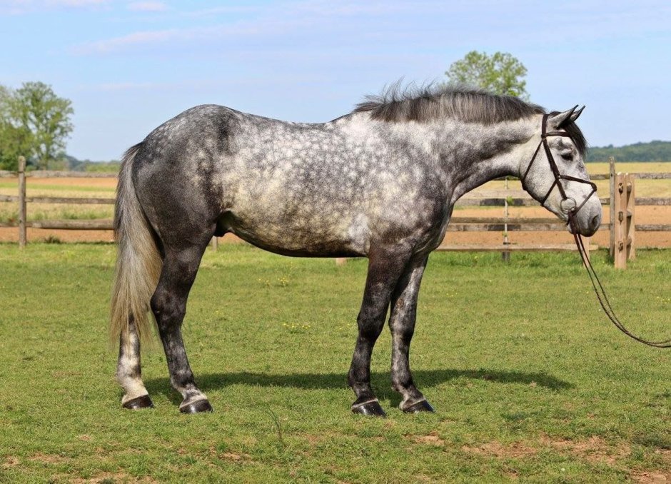 Английская чистокровная KWPN