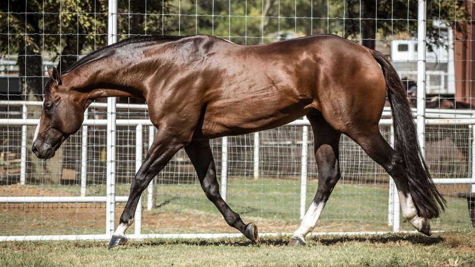 Название породы лошади смесь Мустанга и квотерхорс