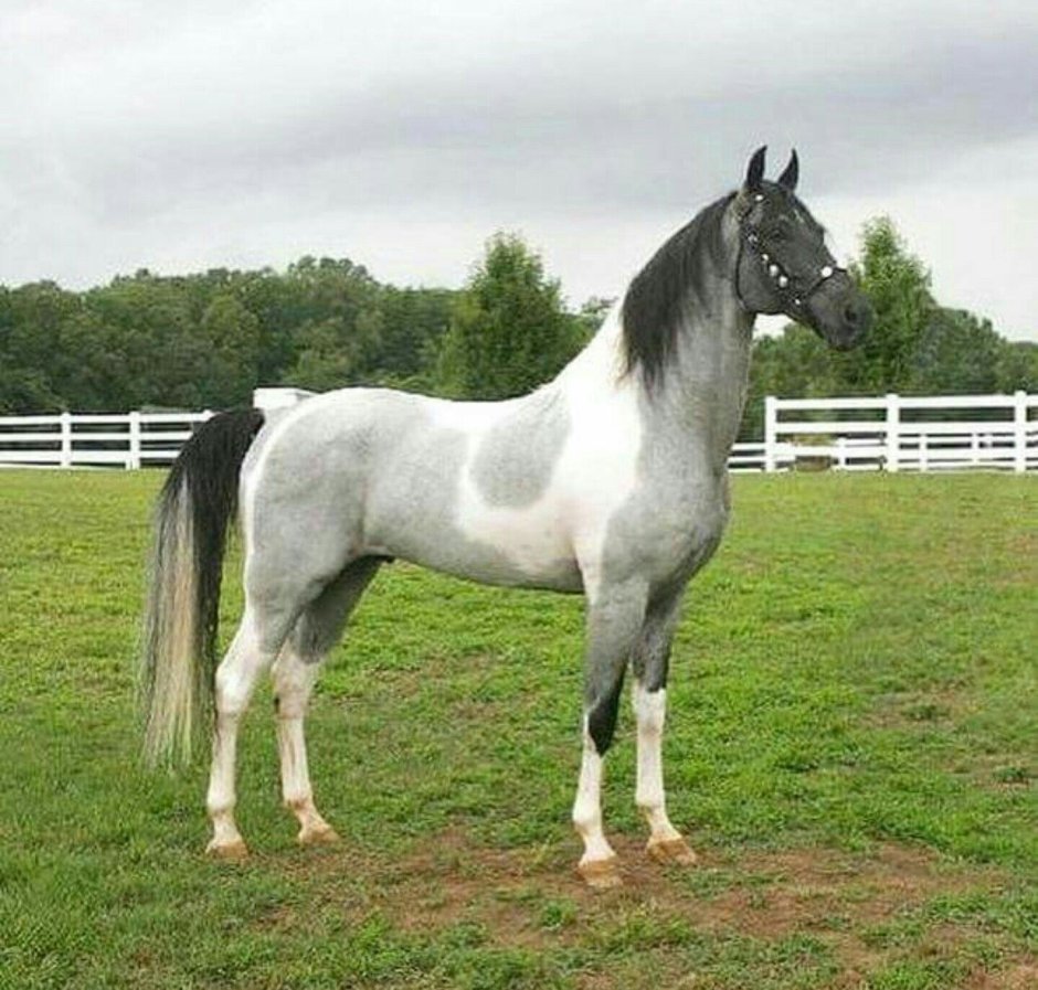 Серо пегая масть лошади