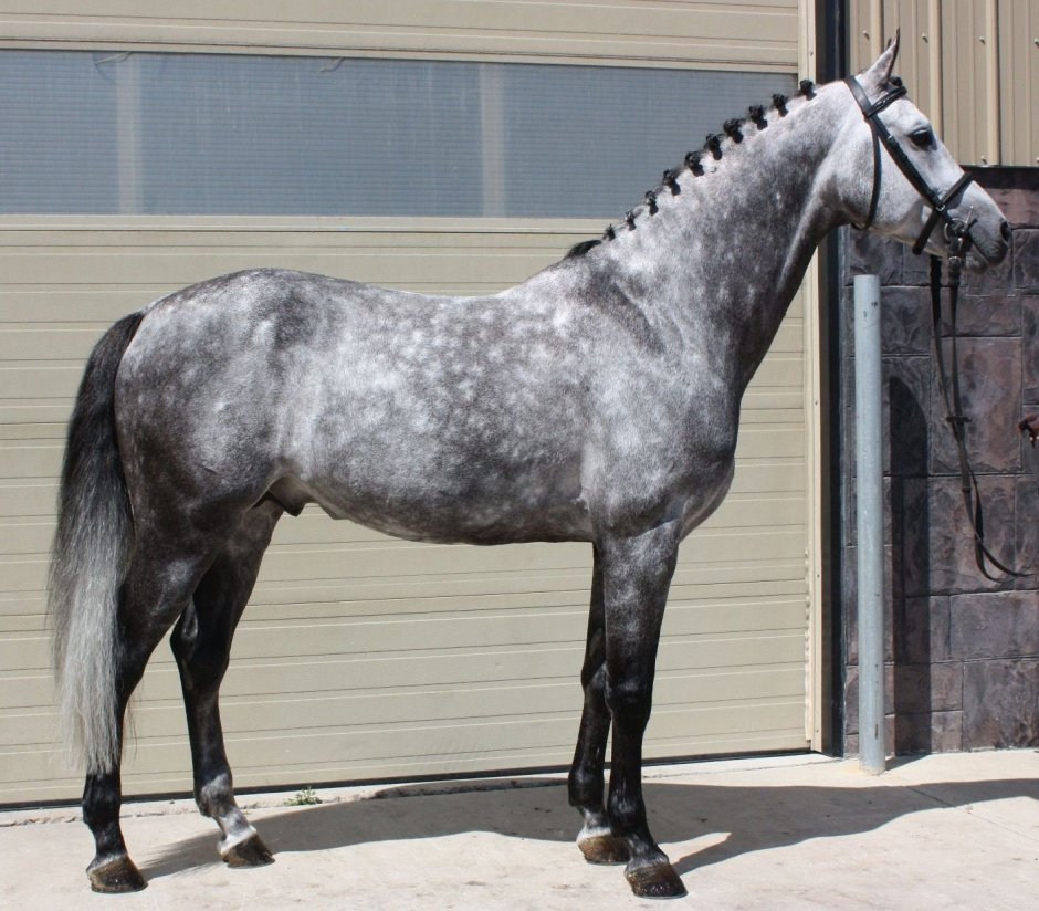 Ганноверская лошадь серая лошадь
