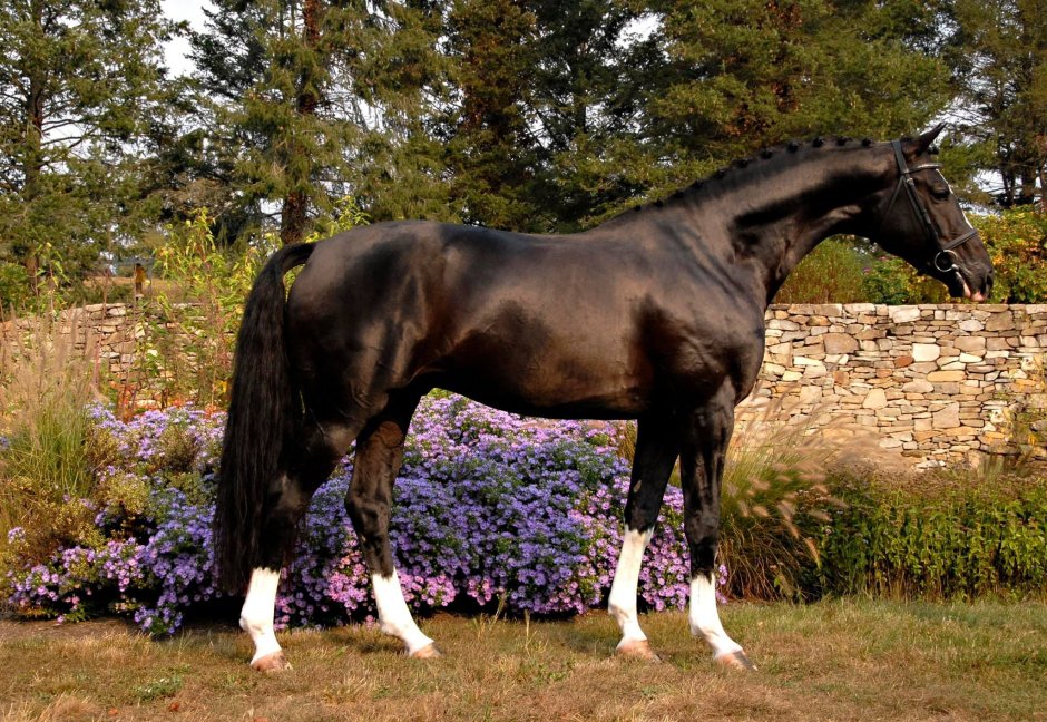 Ахалтекинская Изабелловая