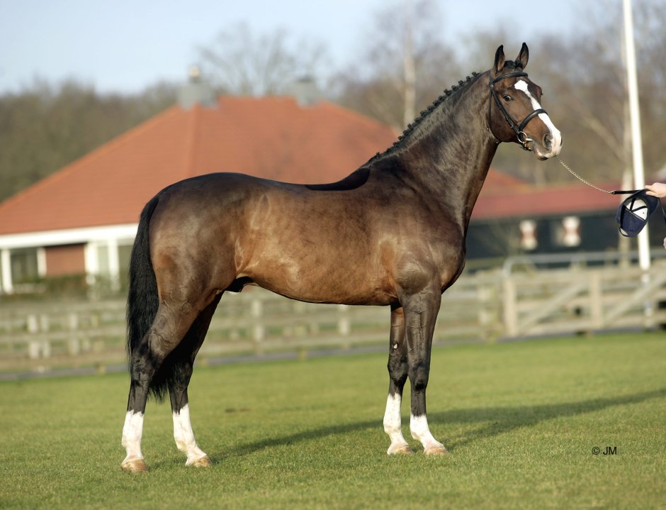 Арабская лошадь (арабская чистокровная лошадь)