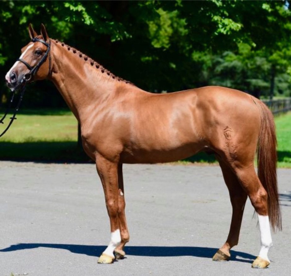 Цангерсхайде порода лошадей