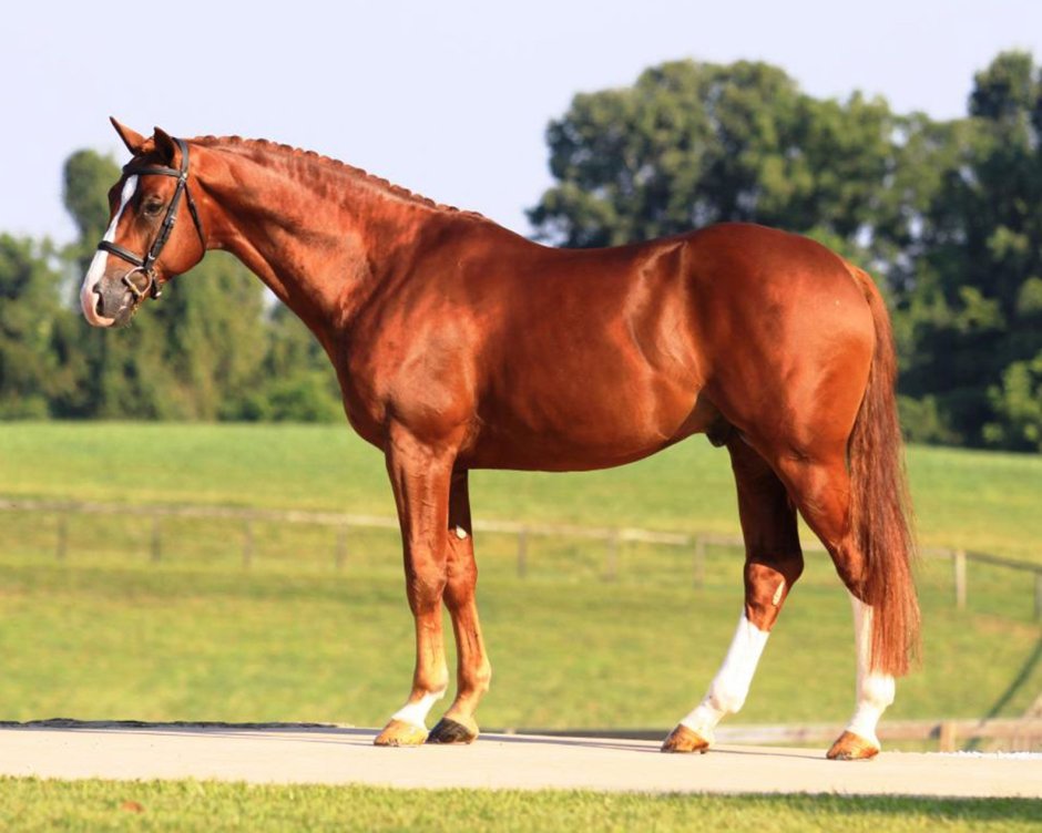 Ольденбургская лошадь экстерьер