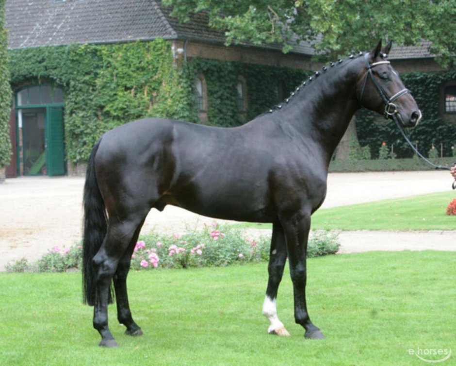 Германская порода черной лошади