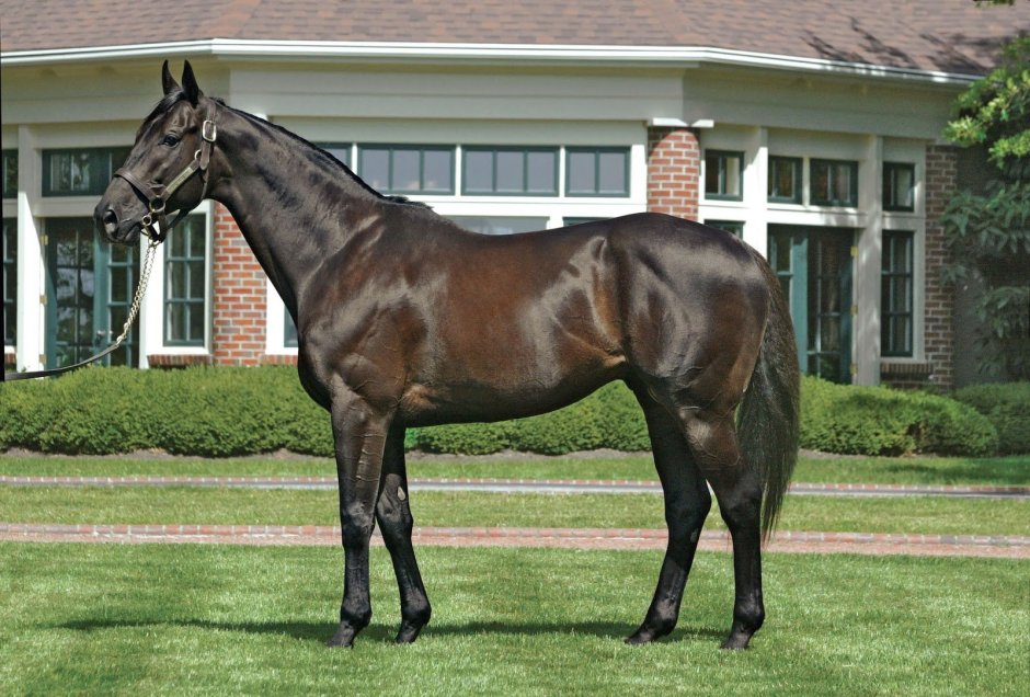 Юрвикская чистокровная