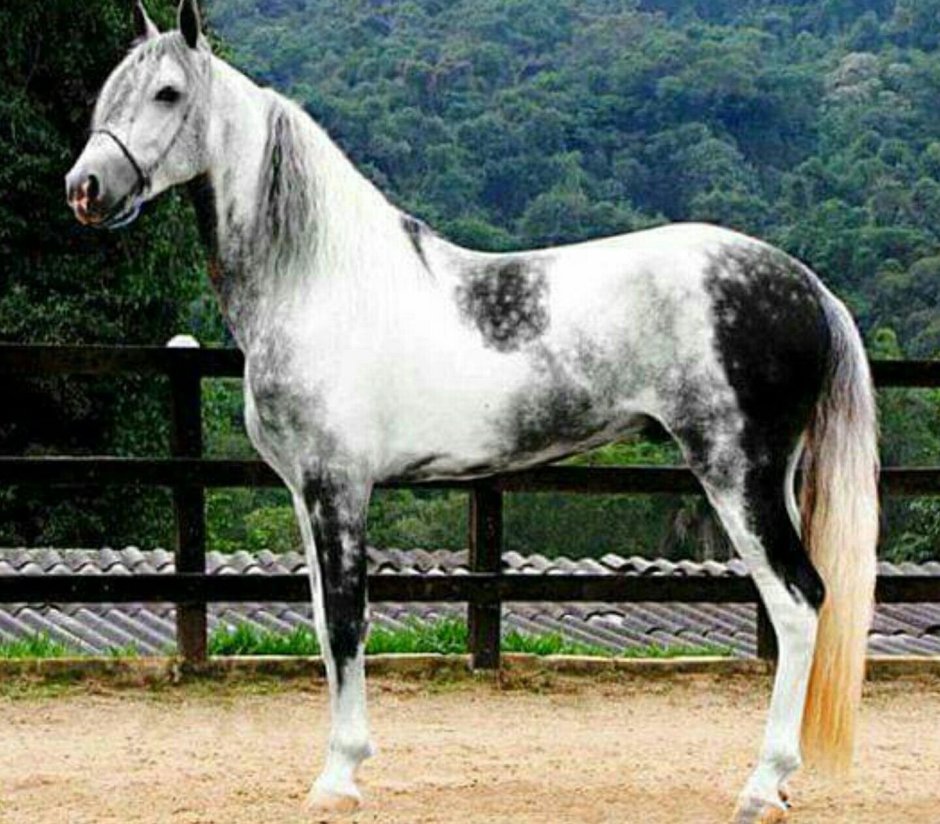 Мангаларга маршадор лошадь