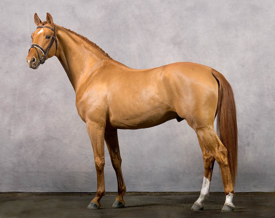 Bavarian Warmblood лошадь