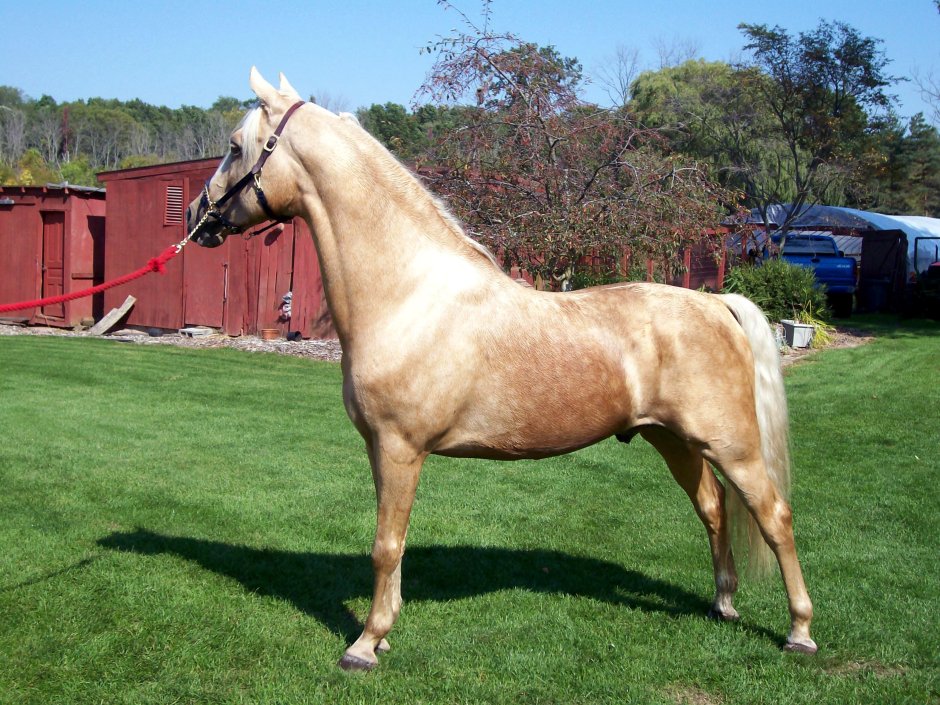 Морган лошадь масти