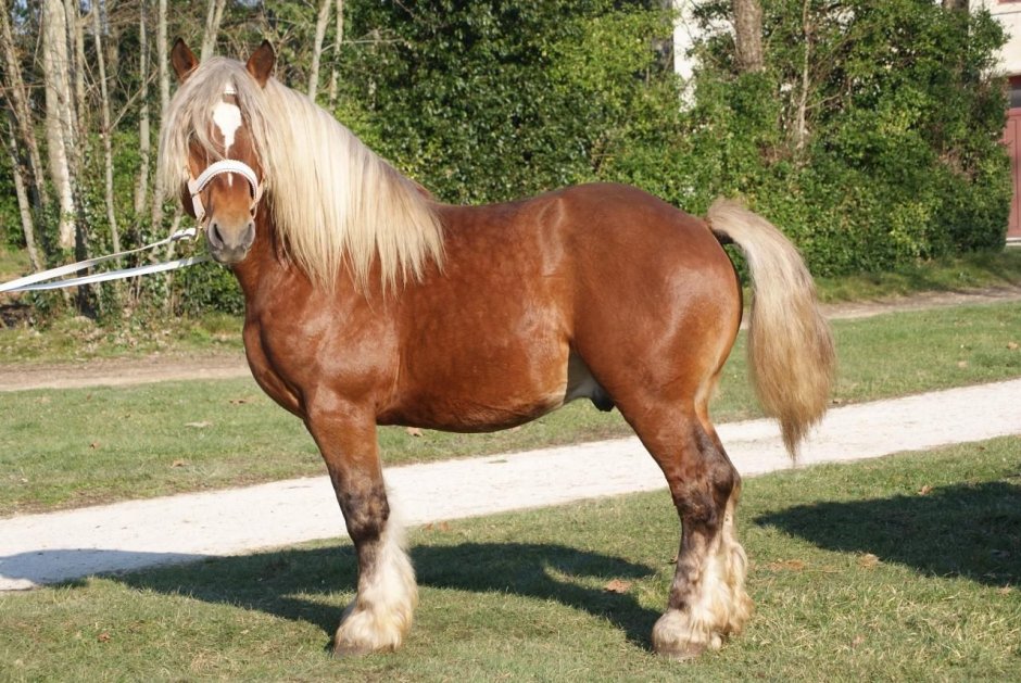Комтуа порода лошадей