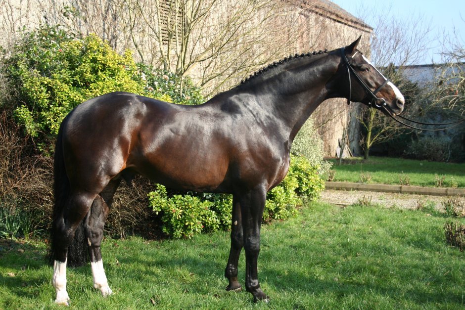 Голландская теплокровная порода лошадей