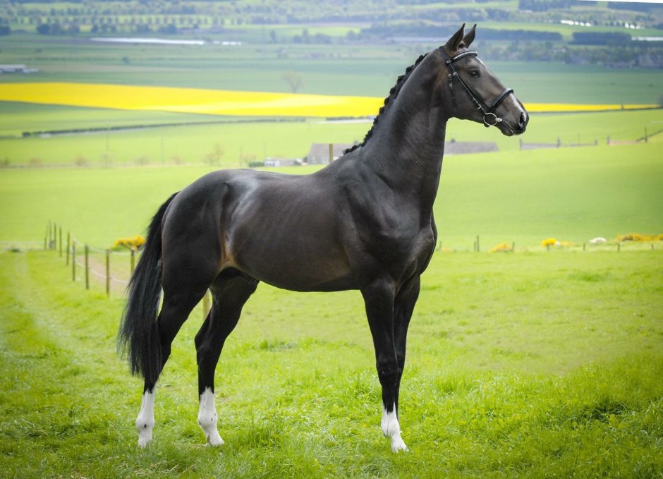 Голландская теплокровная KWPN