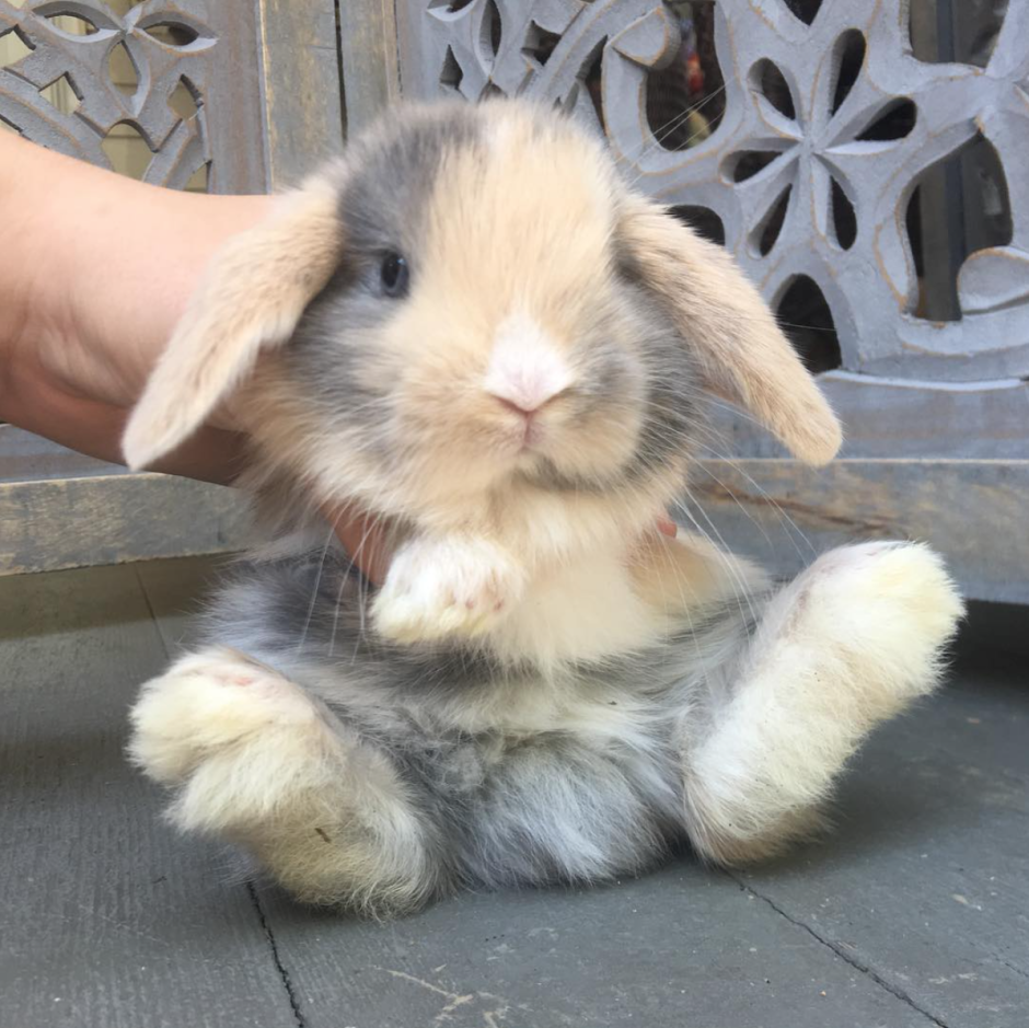 Вислоухий кролик голландский баран