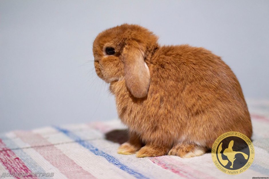 Карликовый баран вислоухий кролик