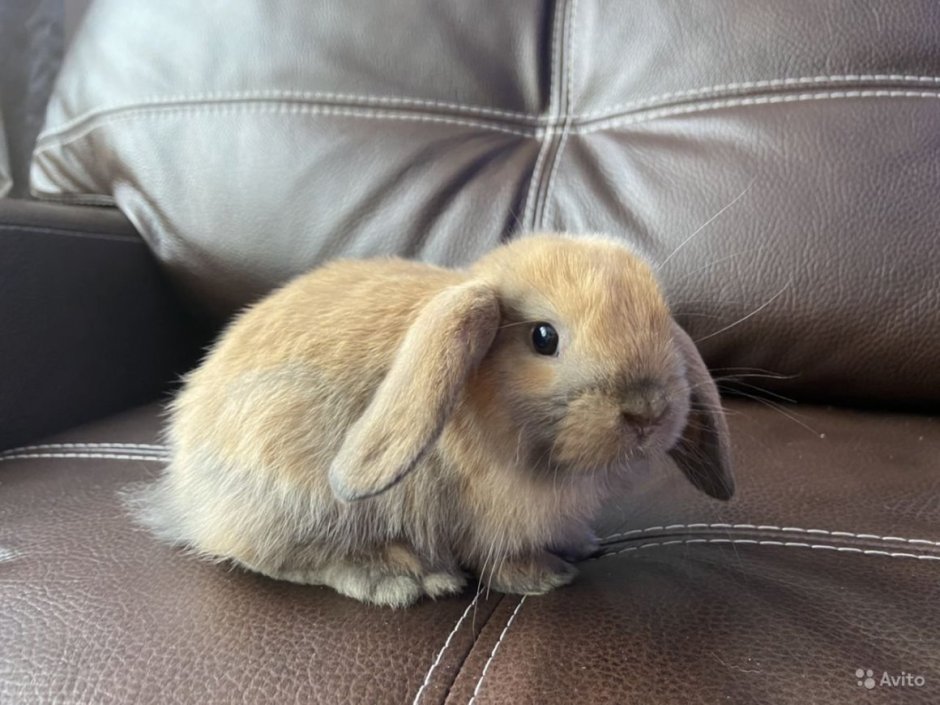 Английский вислоухий кролик