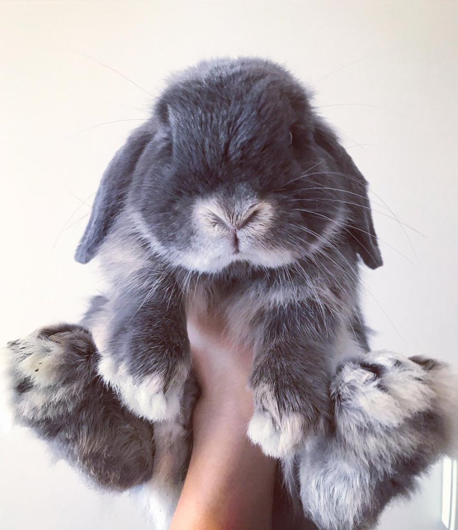 Голландский карликовый вислоухий кролик