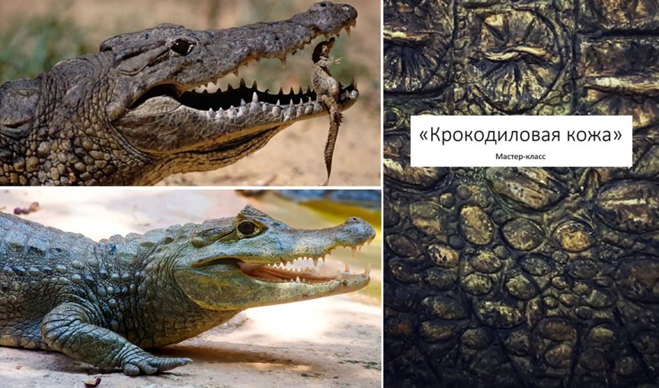 Крокодил для волос