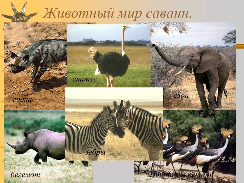 Карта природных зон Южной Америки