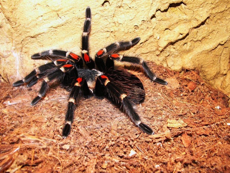 Brachypelma hamorii