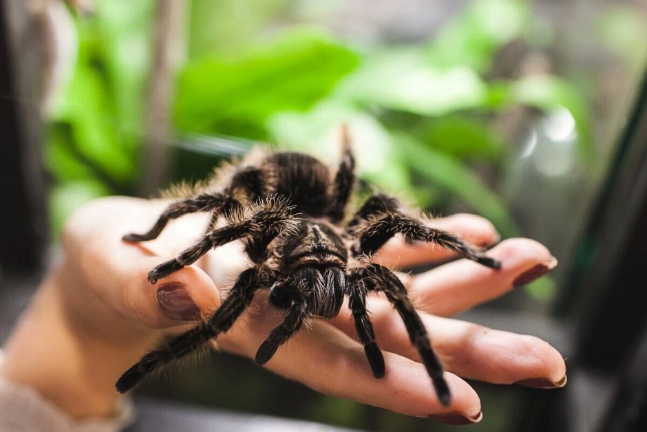 Паук птицеед Avicularia versicolor