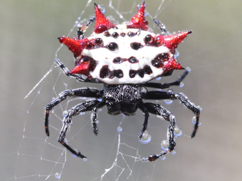 Паук птицеед Avicularia versicolor