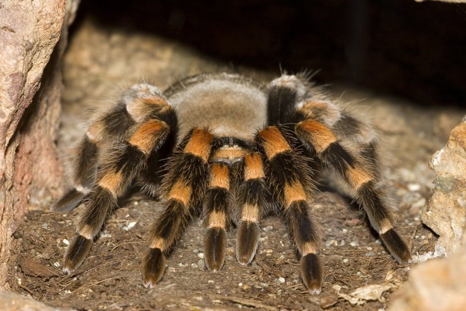 Паук-птицеед Harpactira pulchripes