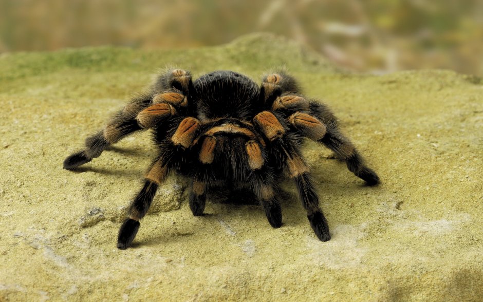 Паук Avicularia versicolor