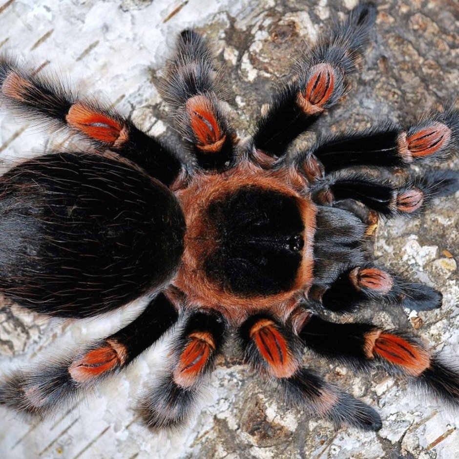 Паук Brachypelma smithi
