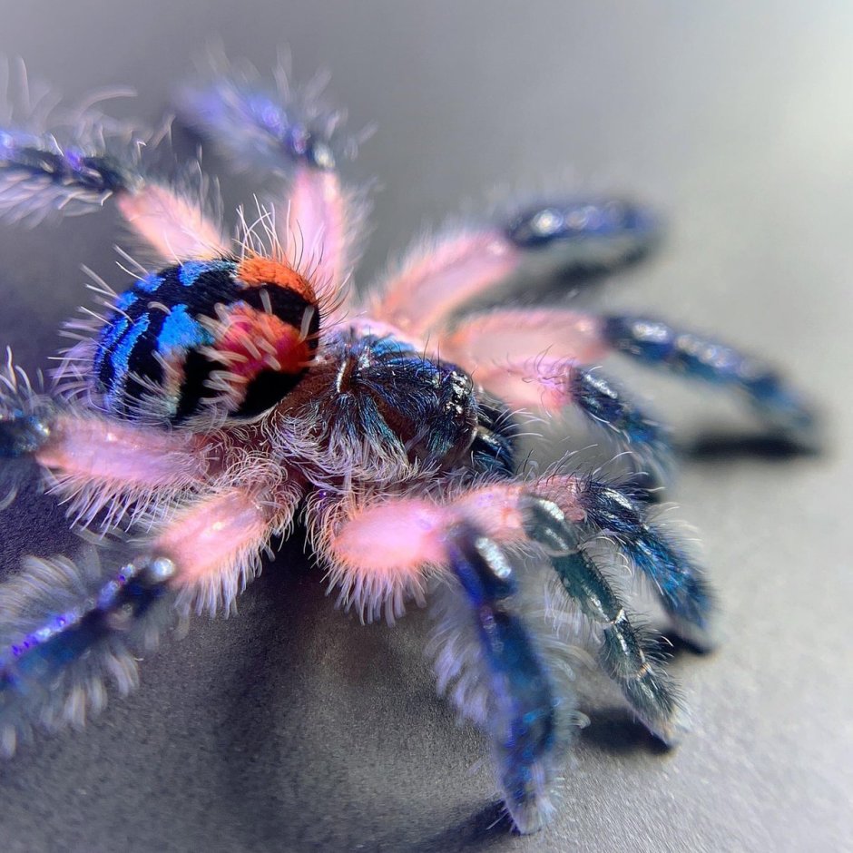 Паук-птицеед Chromatopelma cyaneopubescens