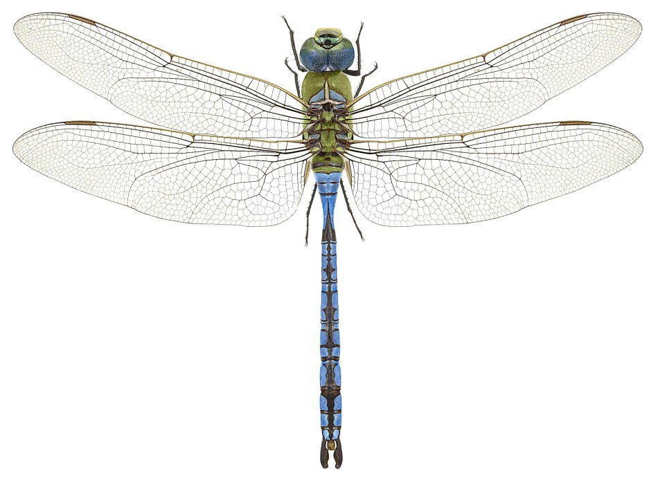 Дозорщик-Император – Anax Imperator ( Leach , 1815) (5 категория)