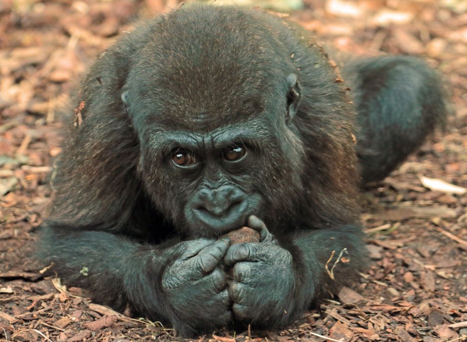 Gorilla aggressive