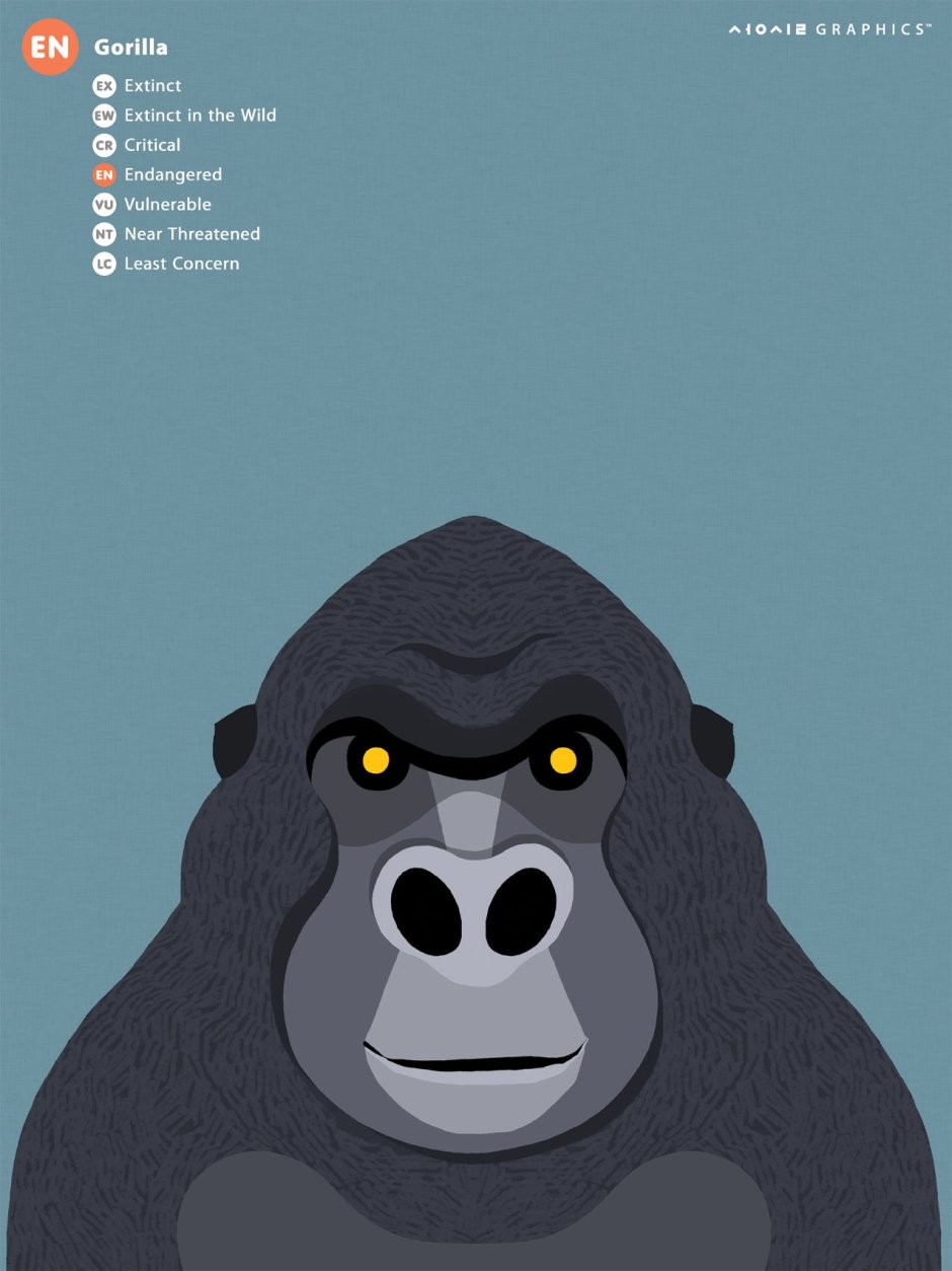Gorilla illustration