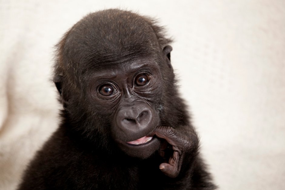 Sweet Gorilla