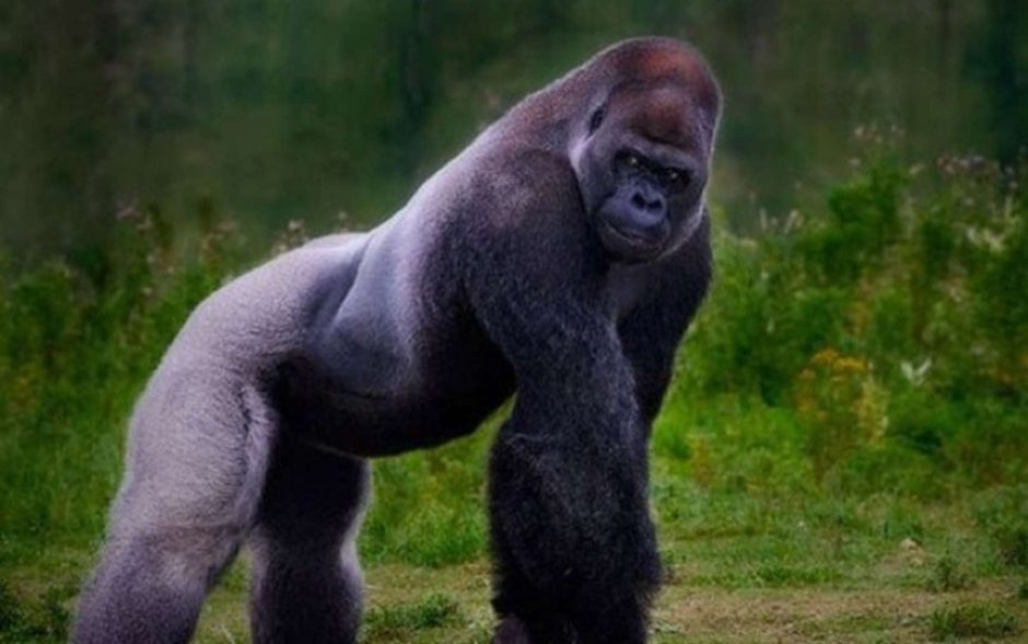 Silverback Gorilla смешная