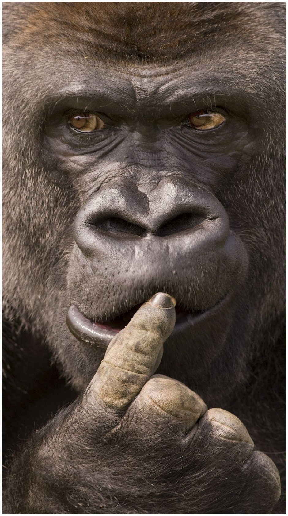 Gorilla thinking