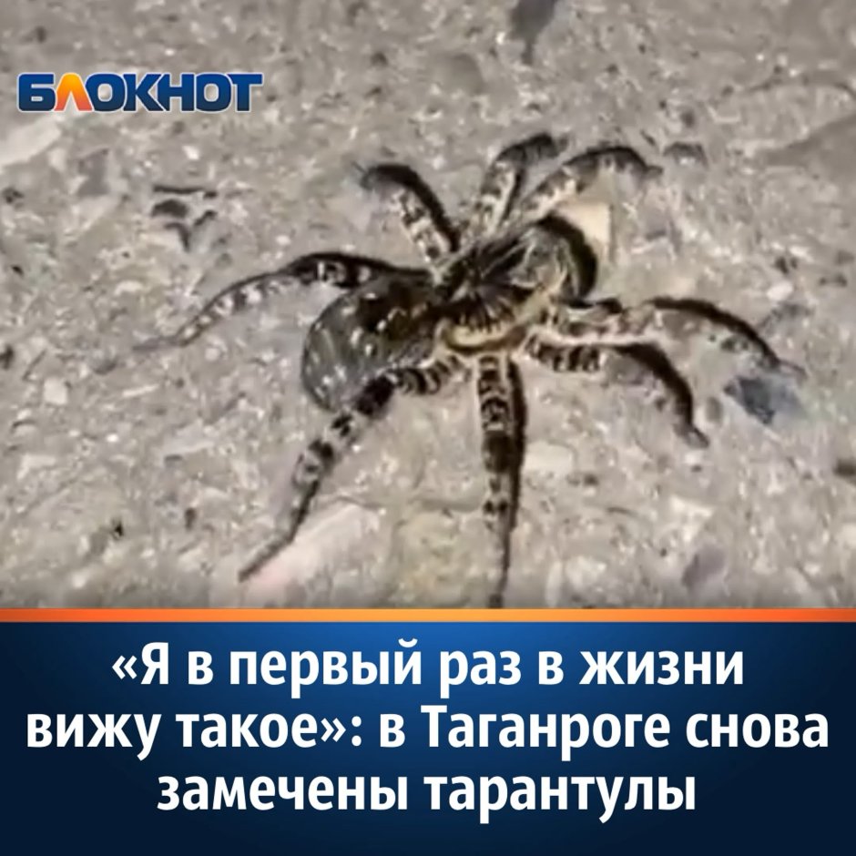Macrothele Gigas