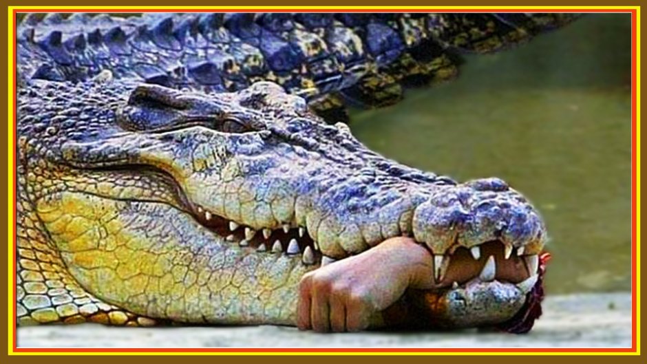 Густав крокодил людоед National Geographic
