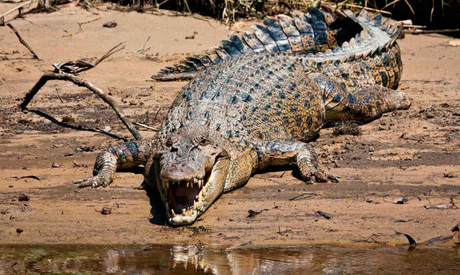 Морской крокодил (Crocodylus porosus)