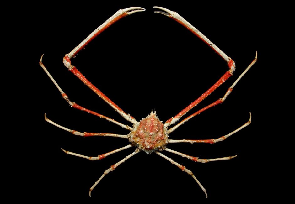Крабы Majidae