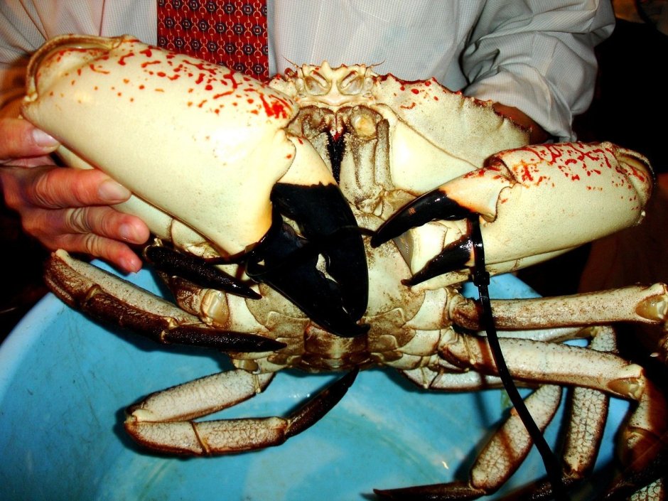Тасманский Королевский краб