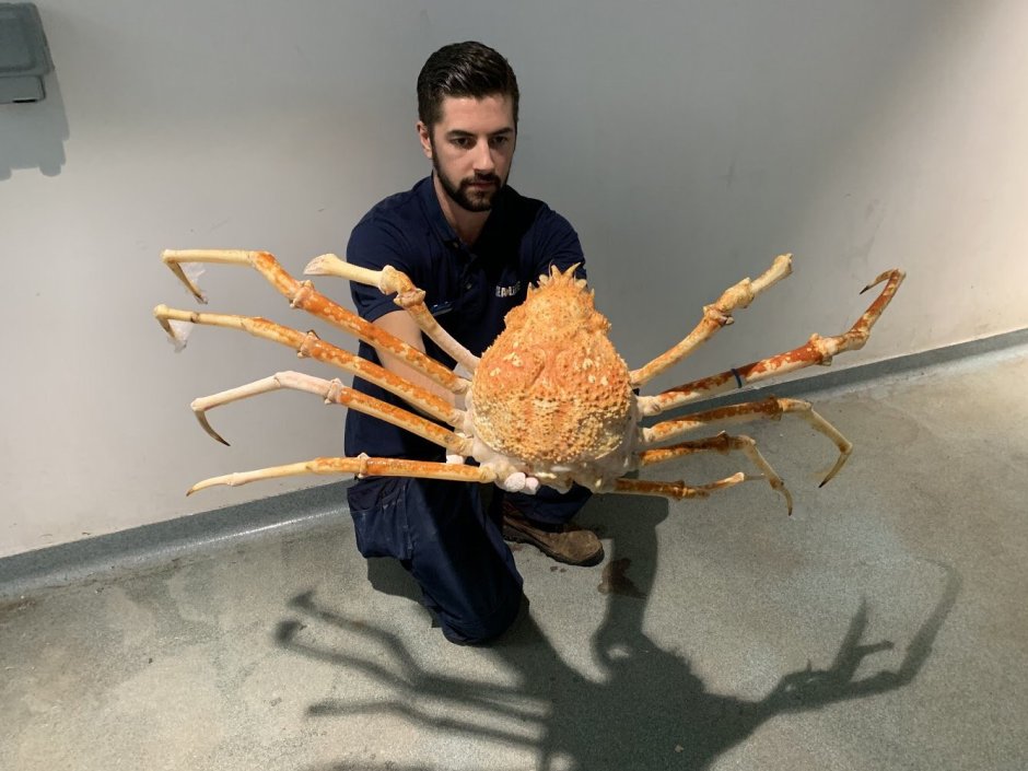 Japanese Spider Crab размер