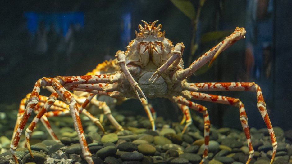 Giant Japanese Spider Crab