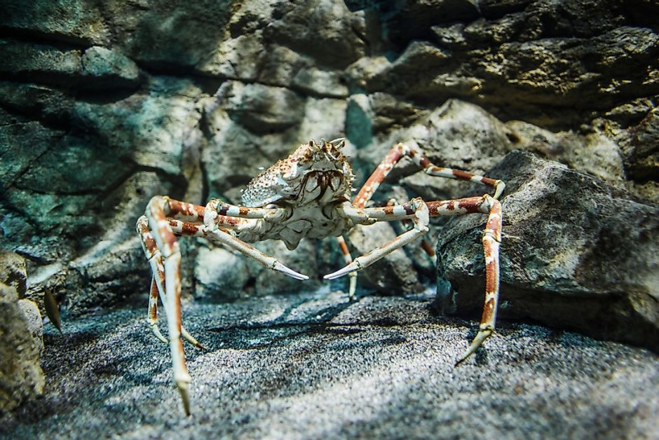 Japanese Spider Crab Macrocheira kaempferi
