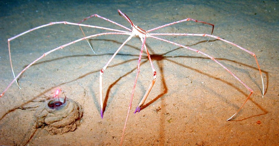 Черное море краб невидимка